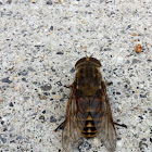 Pferdebremse or Dark Giant Horsefly