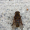 Pferdebremse or Dark Giant Horsefly