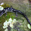 Fourche Mountain Salamander