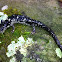 Fourche Mountain Salamander