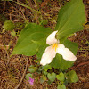 White Trillium