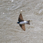 tree swallow