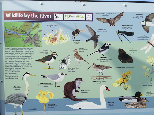 River Wildlife 