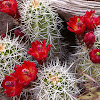 Hedgehog cactus