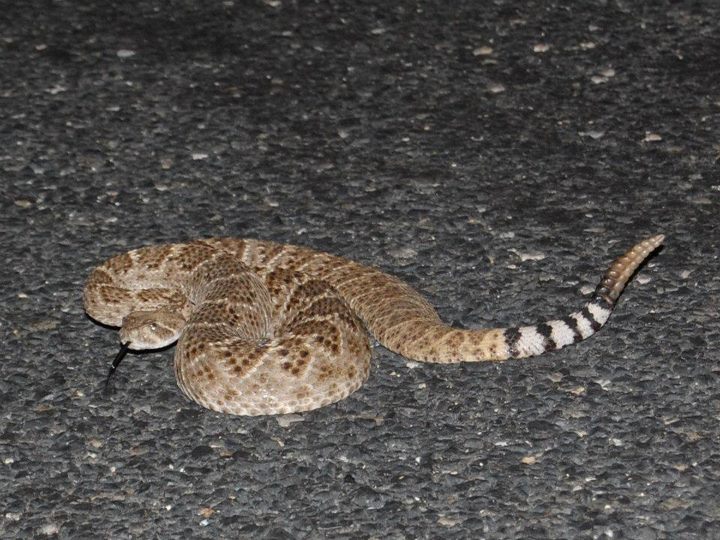 Western Diamondback Rattlesnake