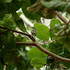 Common Tody-Flycatcher