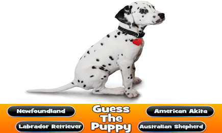 Guess The Puppy Breed Trivia poster 13