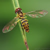Syrphid Fly - male