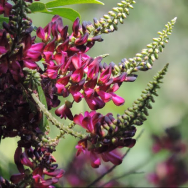 Evergreen Wisteria Project Noah