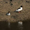 Goosander