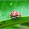 Twenty eight-spot Ladybird Beetle