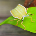 Yellow Shield Bug