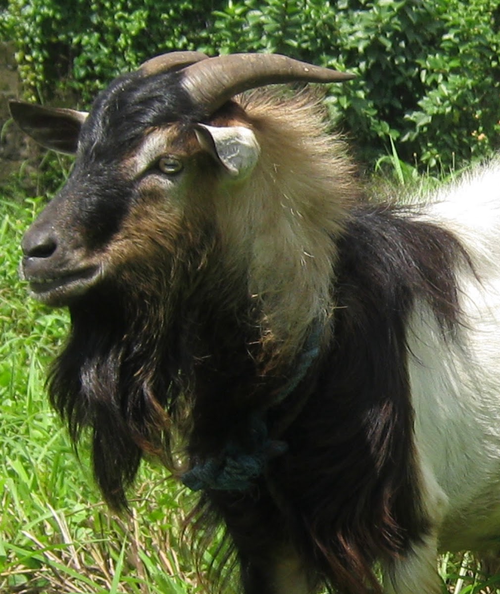 Domestic Goat