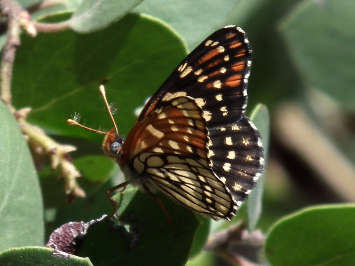 Chalcedon Checkerspot