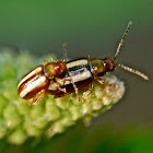 Palestriped flea beetles (mating)