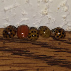 Asian Multicolored Ladybug (most likely all of them)