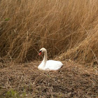 Mute swan at nest