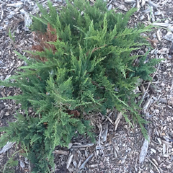 Daub's frosted juniper shrub Project Noah