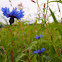 Cornflower