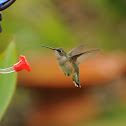 Ruby-throated Hummingbird (female 1)