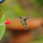 Ruby-throated Hummingbird (female 1)