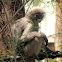 Dusky leaf monkey