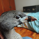 Pied-Billed Grebe