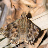 Mallow Skipper?