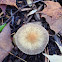 Wild Mushroom