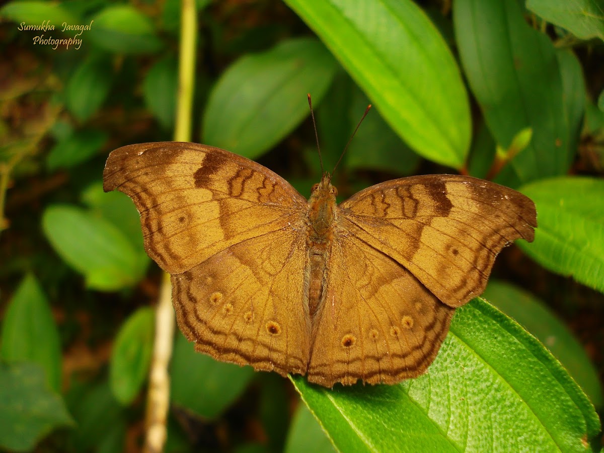 Chocolate Pansy