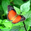 Red lacewing Butterfly