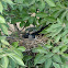Crow's nest