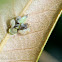 Dryinid Wasp (larvae) eating Privet Leafhopper Nymph