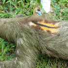 brown-throated three-toed sloth