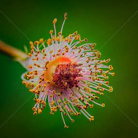 Death Of A Flower by Bill Tiepelman - Nature Up Close Other plants