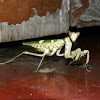 Indian Flower mantis