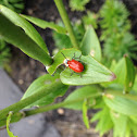 Eurpopean lily beetle