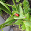 Eurpopean lily beetle
