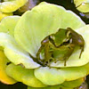 Forest stream frog