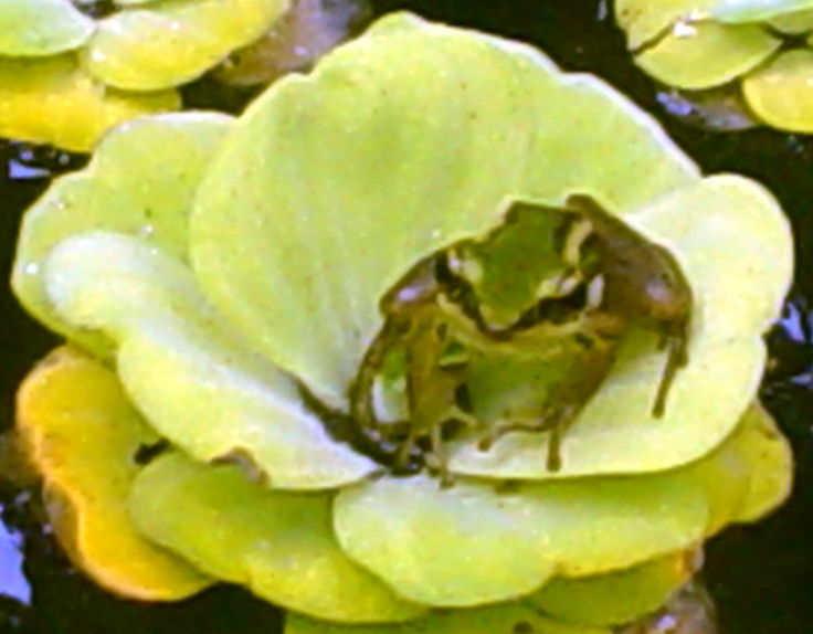 Forest stream frog