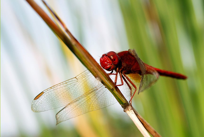 Red orthetrum