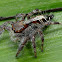 Hairy Jumping Spider