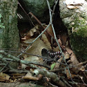 Eastern Milksnake