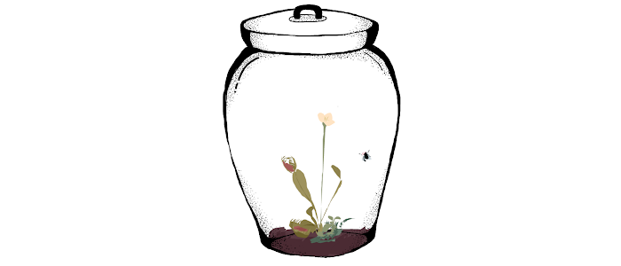 10. What's in the Jar?
