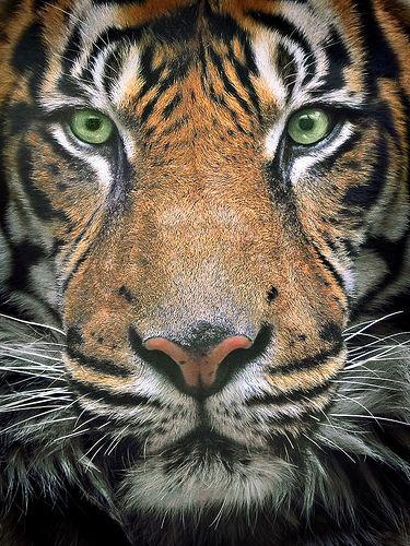 เสือวอลเปเปอร์Tiger Wallpaper