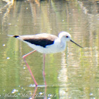 Black-winged Stilt; Cigüeñuela