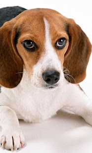 How to get Beagles Jigsaw Puzzle 1.0 apk for laptop