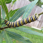 Monarch Butterfly caterpillar.