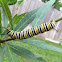 Monarch Butterfly caterpillar.