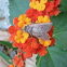 Texas lantana